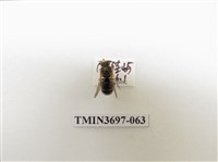 藏品(膜翅目(蜂))的圖片